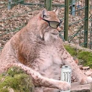 Meet your Posher, Jake